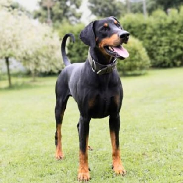 Metti - ist am liebsten immer dabei