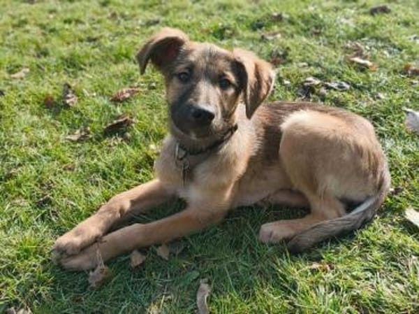 TERESA-zauberhaftes Welpen-Mädchen,38 cm