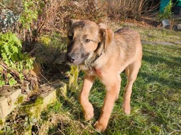 TERESA-zauberhaftes Welpen-Mädchen,38 cm