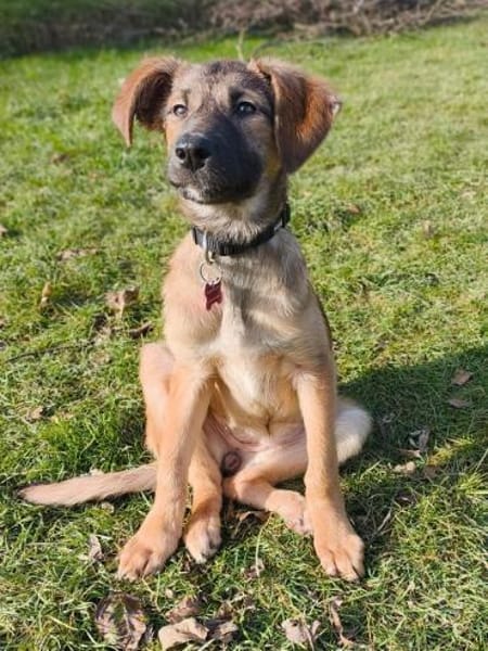 TERESA-zauberhaftes Welpen-Mädchen,38 cm