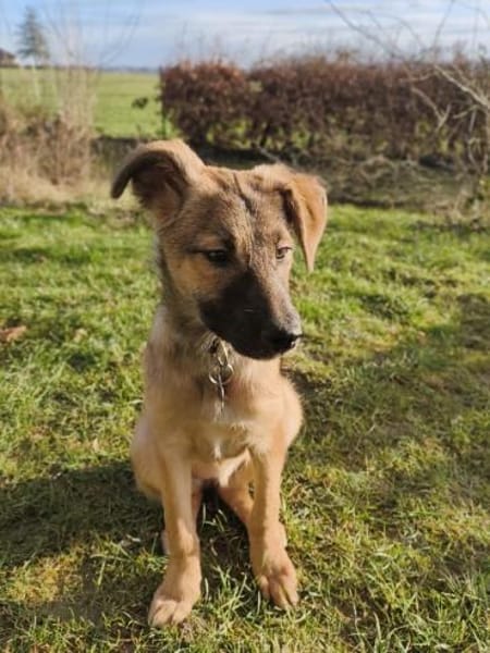 TERESA-zauberhaftes Welpen-Mädchen,38 cm