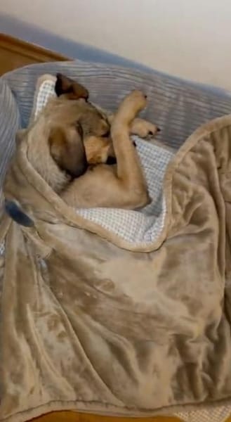 🧡Sanfte Chai sucht Dich🧡