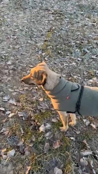 🧡Sanfte Chai sucht Dich🧡