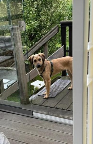 🧡Sanfte Chai sucht Dich🧡