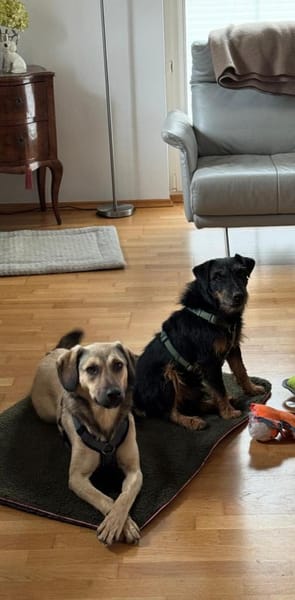 🧡Sanfte Chai sucht Dich🧡