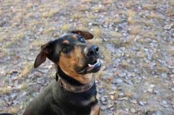 Aron, su. sportl. Besitzer