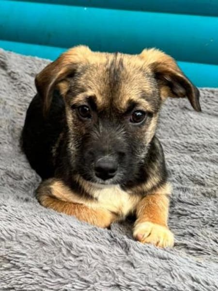 JONAS-bezaubernder Welpen-Rüde,24cm