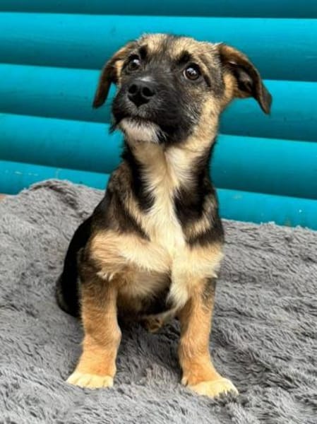 JONAS-bezaubernder Welpen-Rüde,24cm