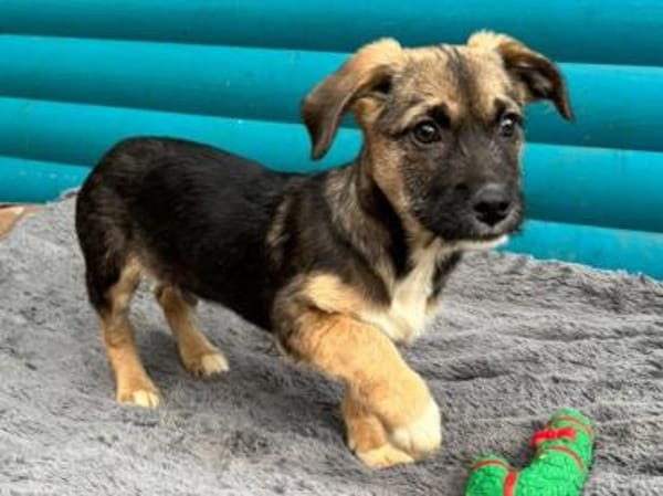 JONAS-bezaubernder Welpen-Rüde,24cm