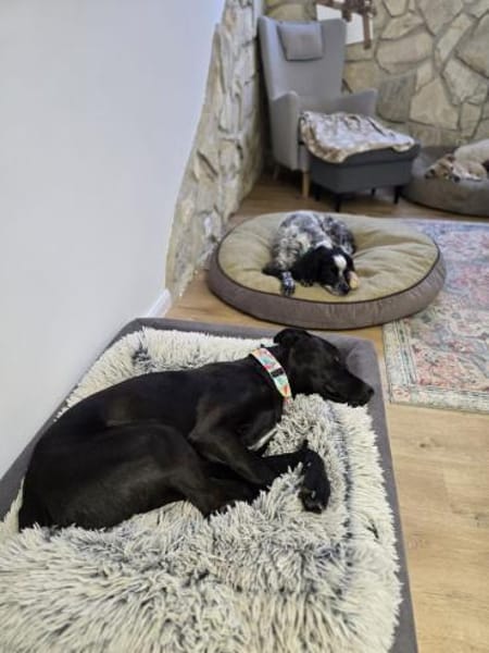 LINO ❤ liebevoller Boxer Labrador