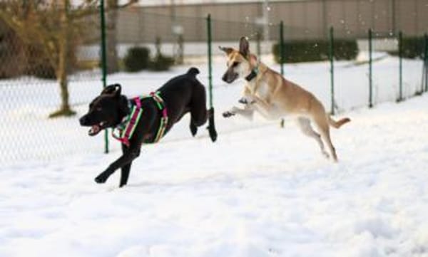 LINO ❤ liebevoller Boxer Labrador