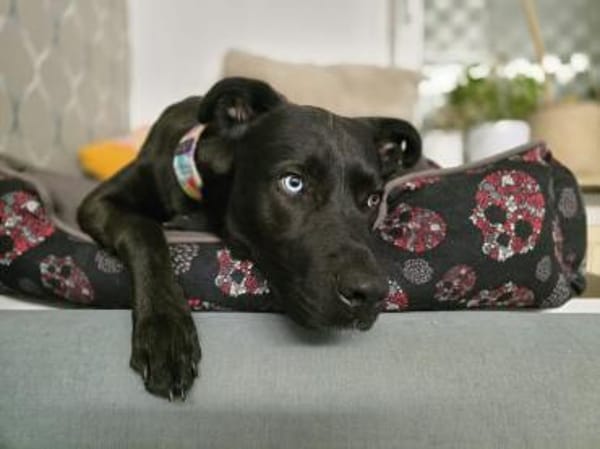 LINO ❤ liebevoller Boxer Labrador