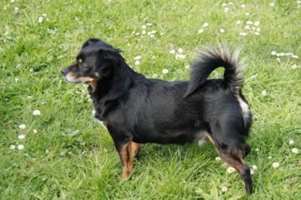 Senior Yanko2 sucht einen Gnadenplatz