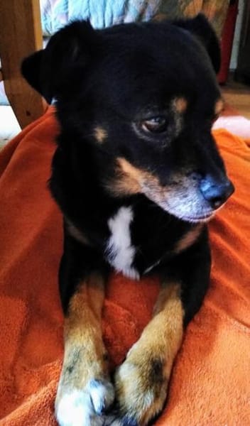 Senior Yanko2 sucht einen Gnadenplatz