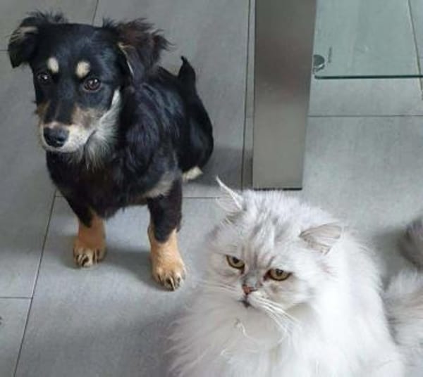 Welpenmädchen Hera auf PS in 92348