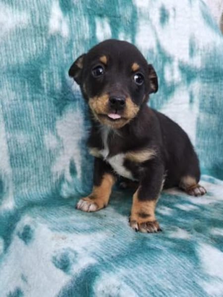 Katharina sucht ein Körbchen