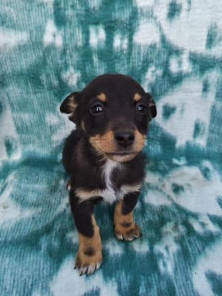 Katharina sucht ein Körbchen