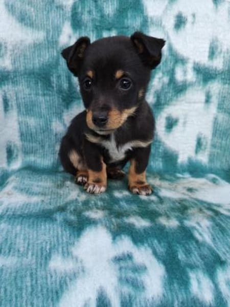 Katharina sucht ein Körbchen