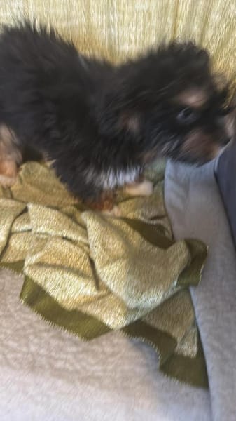 Ubbo,kleiner Wuschel sucht Körbchen