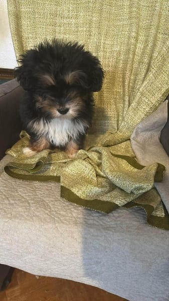 Ubbo,kleiner Wuschel sucht Körbchen