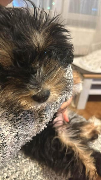 Ubbo,kleiner Wuschel sucht Körbchen