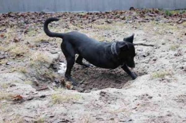 Fortuna, aktive Dreibeinerin