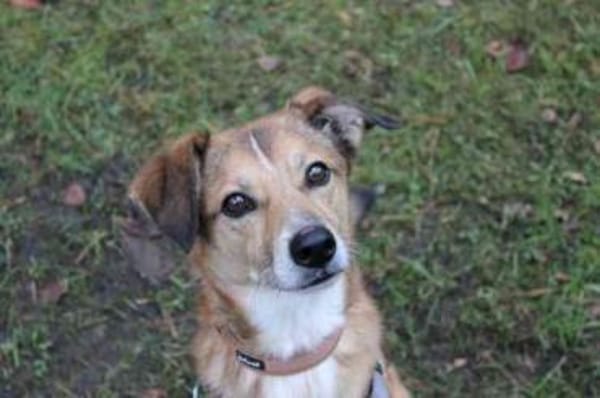 Igor,verschmust und sportlich