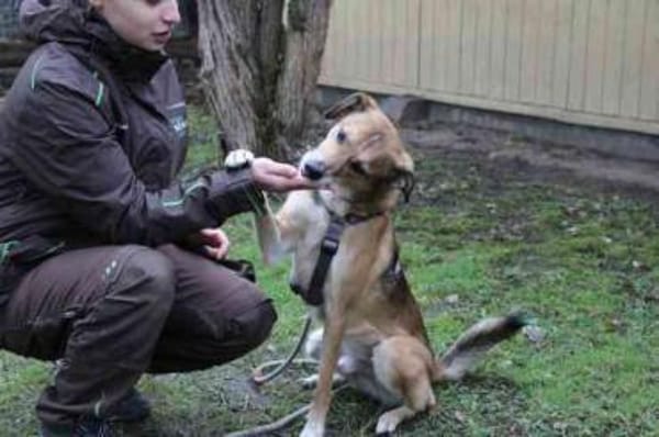 Igor,verschmust und sportlich