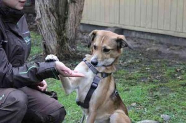 Igor,verschmust und sportlich