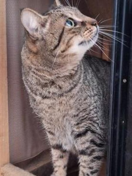 Lieber ruhiger Kater Gandalf