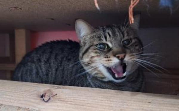 Lieber ruhiger Kater Gandalf