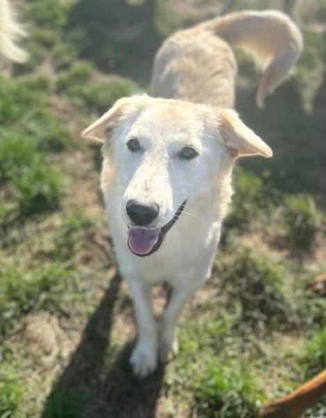 Messy, liebe Mischlingshündin