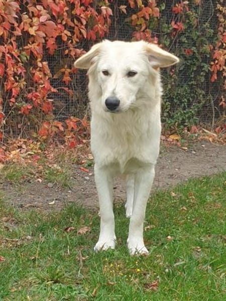 Messy, liebe Mischlingshündin