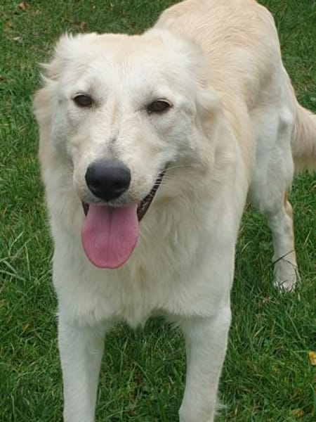 Messy, liebe Mischlingshündin