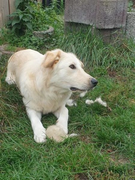 Messy, liebe Mischlingshündin