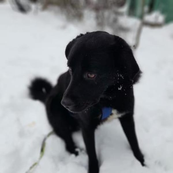 Sofia, ruhige Mischlingshündin