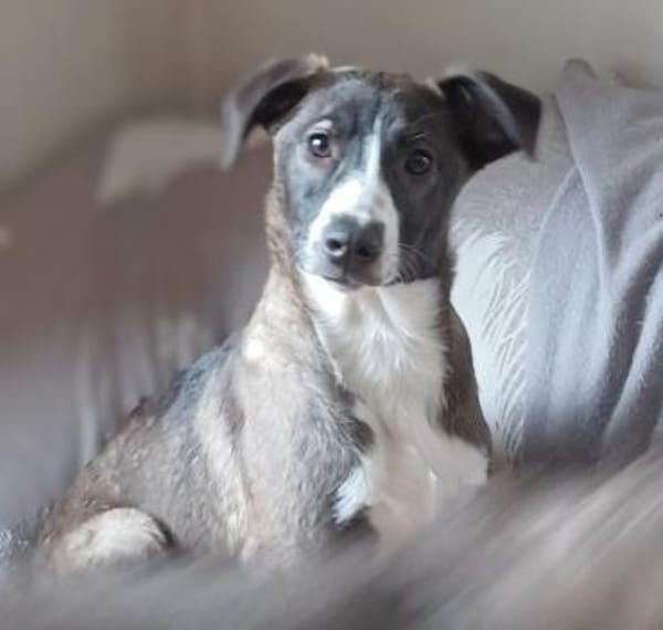 Ariel  möchte Familienhund werden