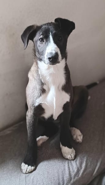 Ariel  möchte Familienhund werden