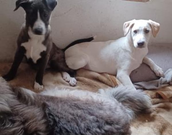 Ariel  möchte Familienhund werden