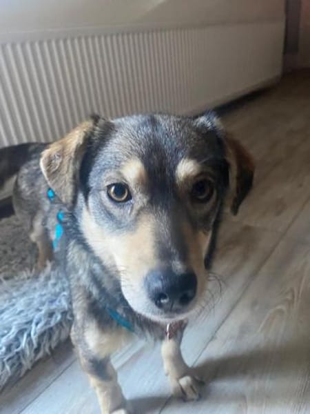 COCONUT-süße, schüchterne Hündin, 36 cm