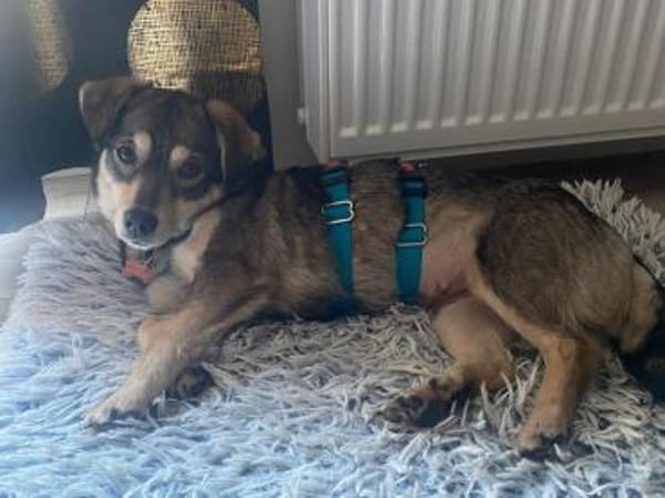 COCONUT-süße, schüchterne Hündin, 36 cm