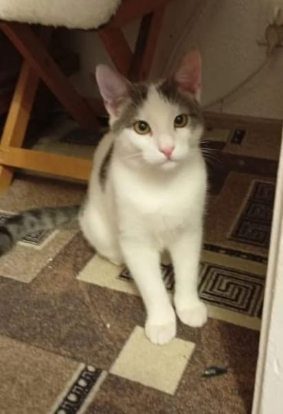 Robin & Zefir 2 kleine lustige Clowns