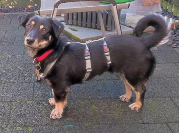 MIMMI-zuckersüße Dackel-Mix-Hündin,36cm