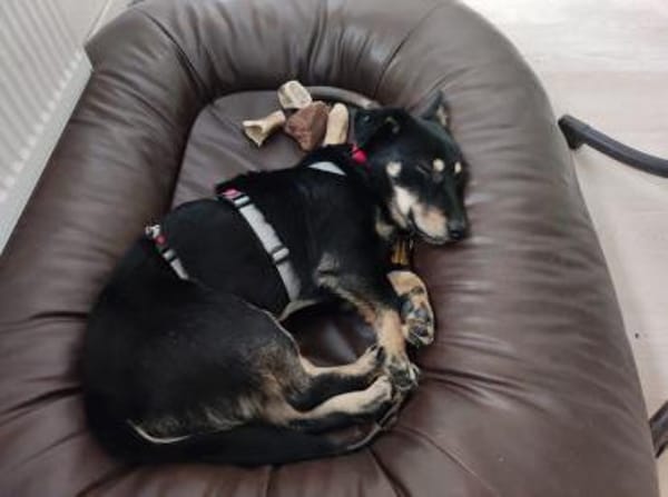 MIMMI-zuckersüße Dackel-Mix-Hündin,36cm