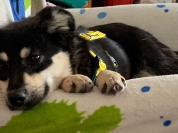 Flora, verspielte Mischlingshündin