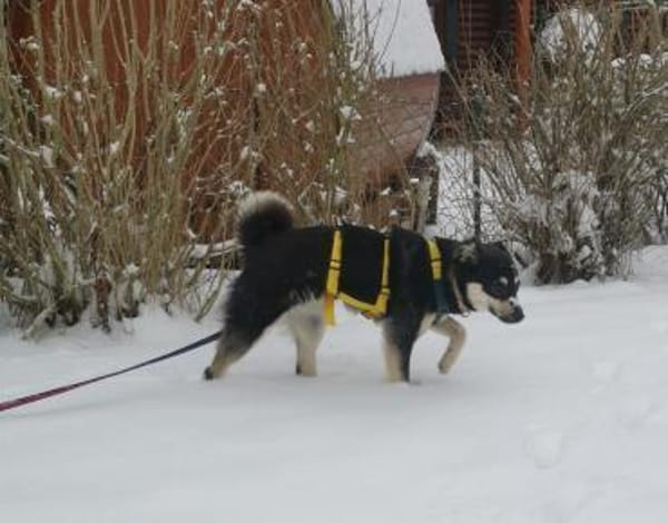 Flora, verspielte Mischlingshündin