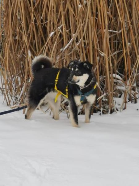 Flora, verspielte Mischlingshündin