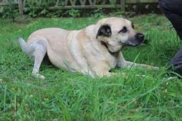 Ares, su. liebevolles Zuhause