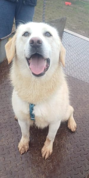 ❤Bonita braucht Hilfe ab 21.02. BEI UNS