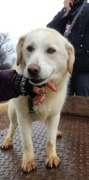 ❤Bonita braucht Hilfe ab 21.02. BEI UNS